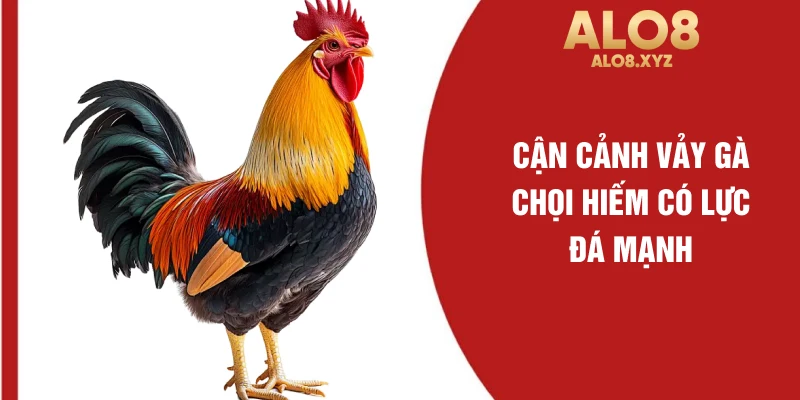 Cận cảnh vảy gà chọi hiếm có lực đá mạnh