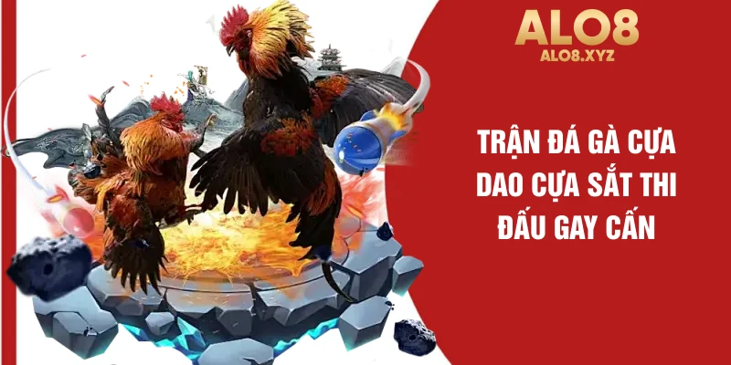 Trận đá gà cựa dao cựa sắt thi đấu gay cấn