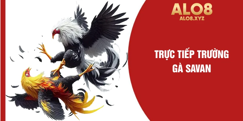 Trực tiếp trường gà savan