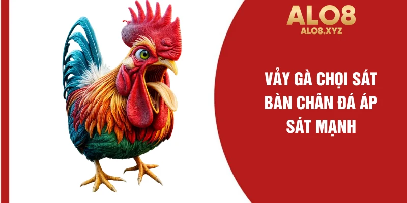 Vảy gà chọi sát bàn chân đá áp sát mạnh