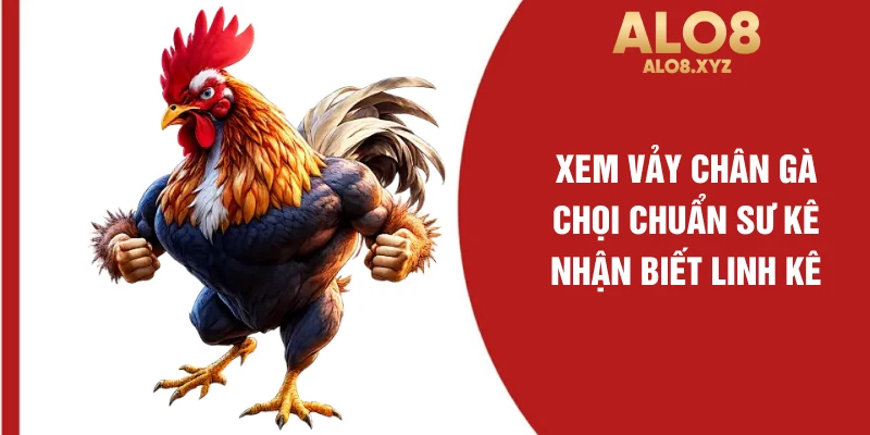 Xem vảy chân gà chọi chuẩn sư kê nhận biết linh kê